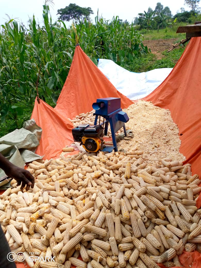 Activité d'engrainage de maïs au centre de fomation agro-pastoral SOCOOPADI