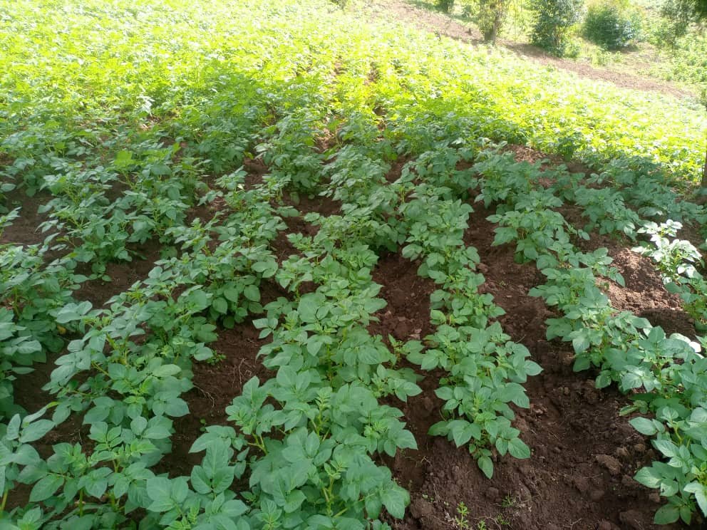 Production de pomme de terre et du maïs avec FFT et Acting now