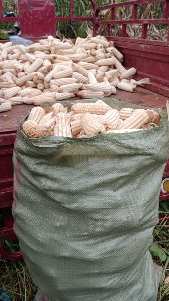 Certification de SOCOOPADI comme productrice des semences de maïs