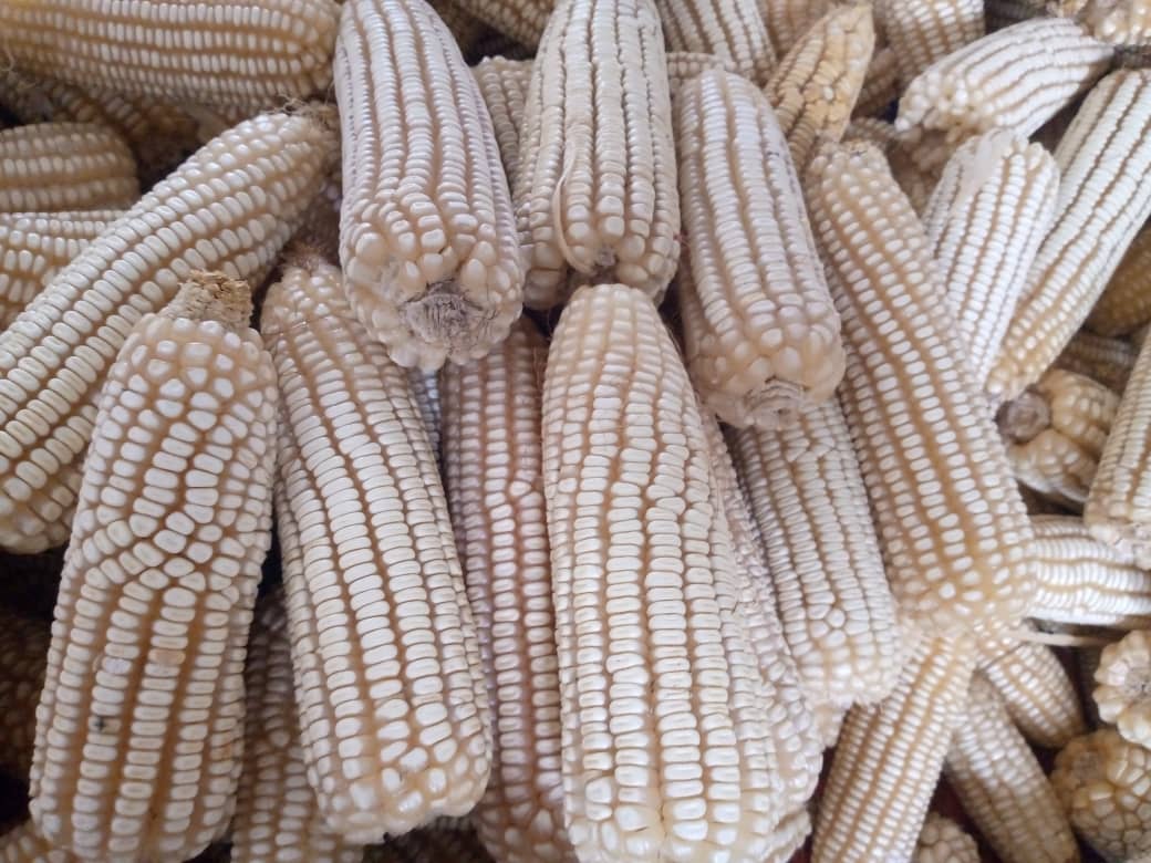 Échantillonnage des maïs en cours de récolte dans un de nos champs semenciers